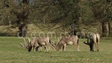 雄伟的麋鹿，又称小鹿`小鹿，大鹿，在林地边缘的田野里放牧。